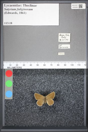 Media type: image;   Entomology 52580